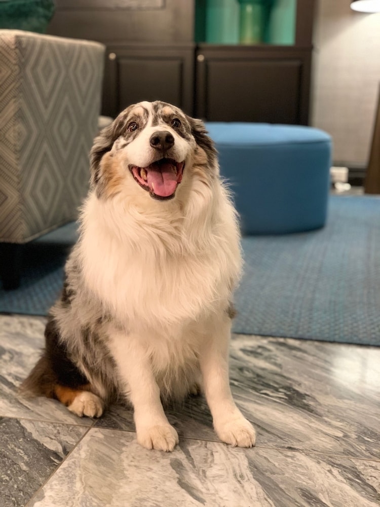 반려동물 동반 가능