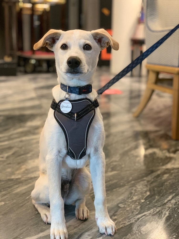 반려동물 동반 가능