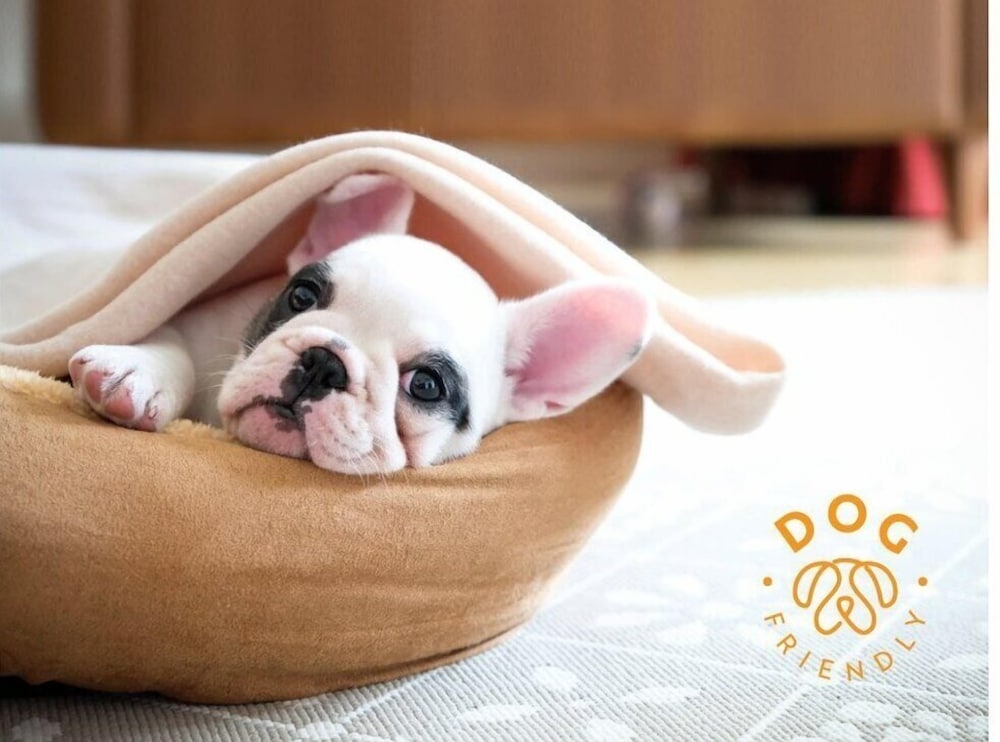 반려동물 동반 가능