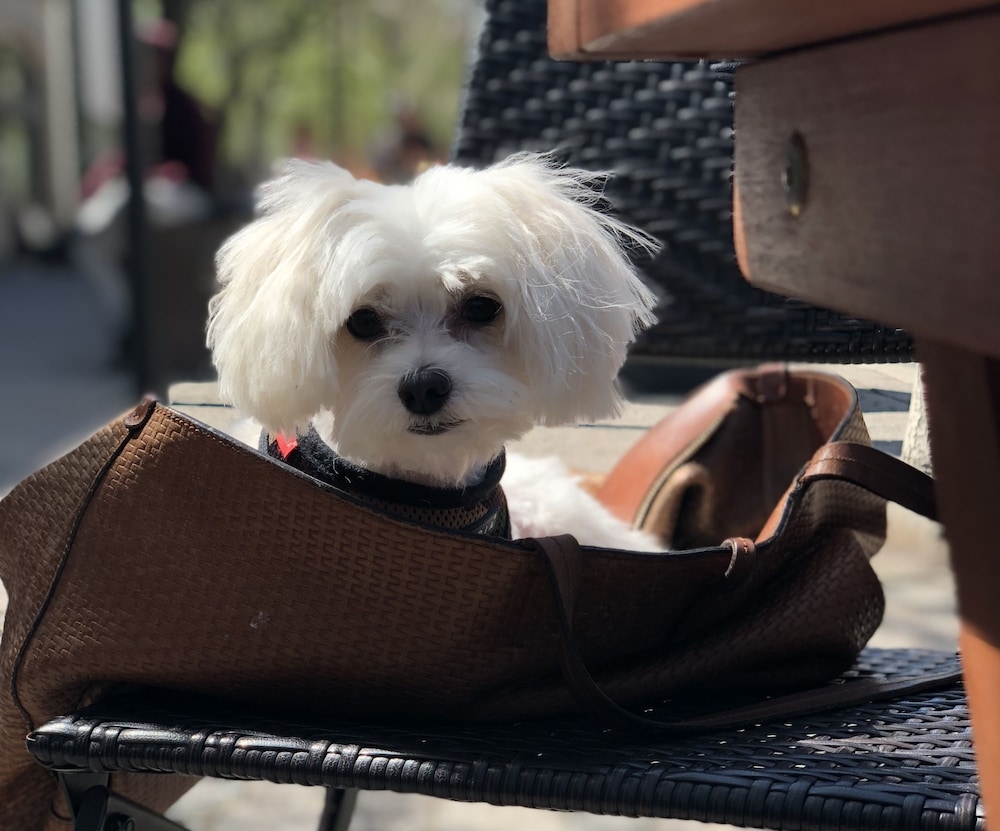 반려동물 동반 가능