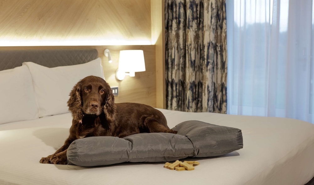 반려동물 동반 가능