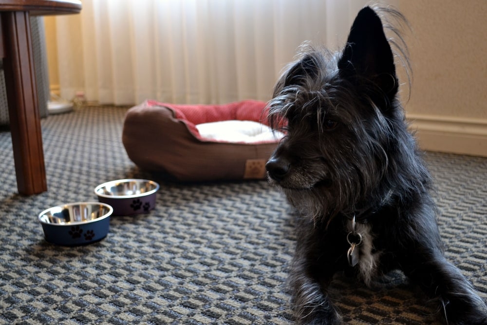 반려동물 동반 가능