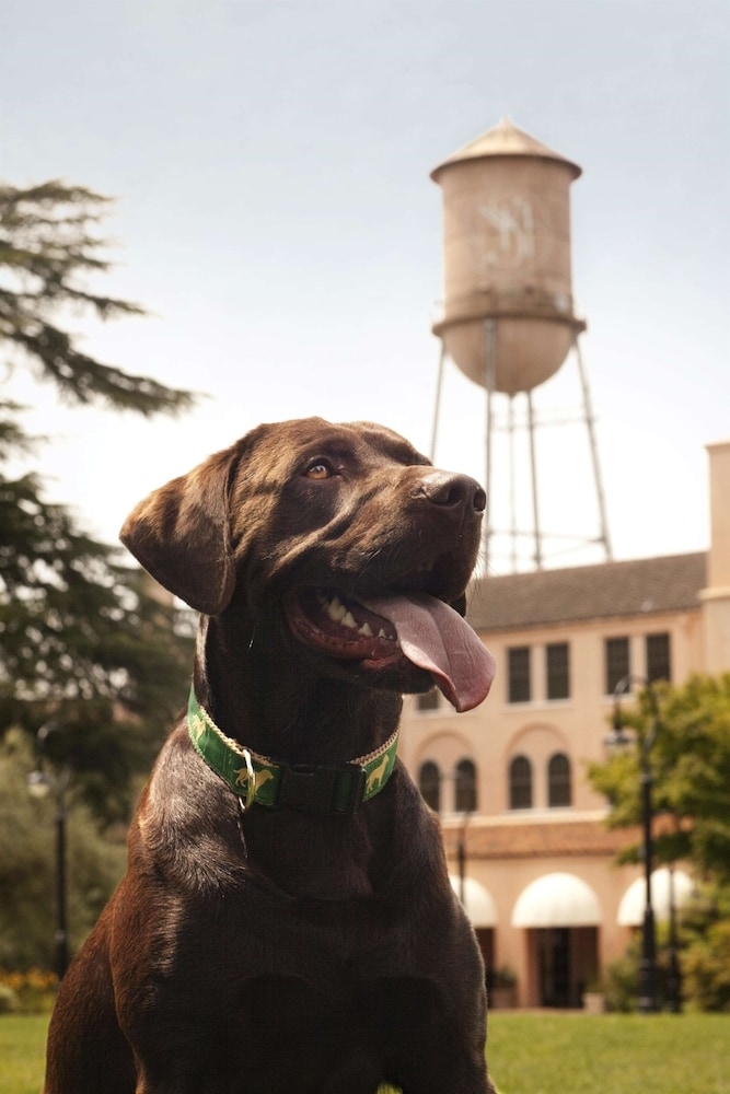 반려동물 동반 가능
