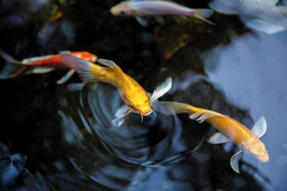 숙박 시설 내 편의 시설/서비스