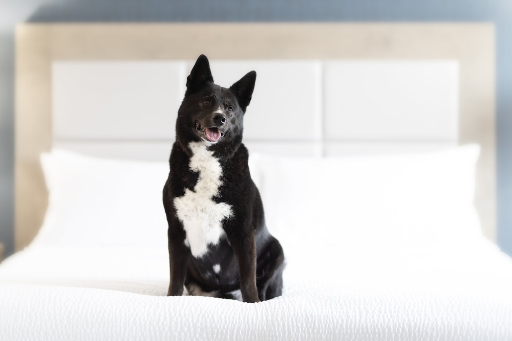 반려동물 동반 가능