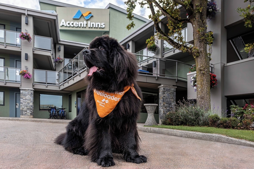 반려동물 동반 가능