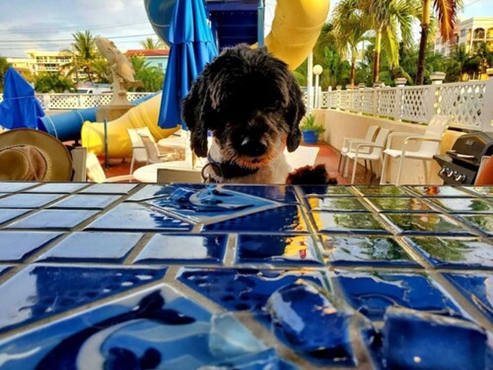 반려동물 동반 가능