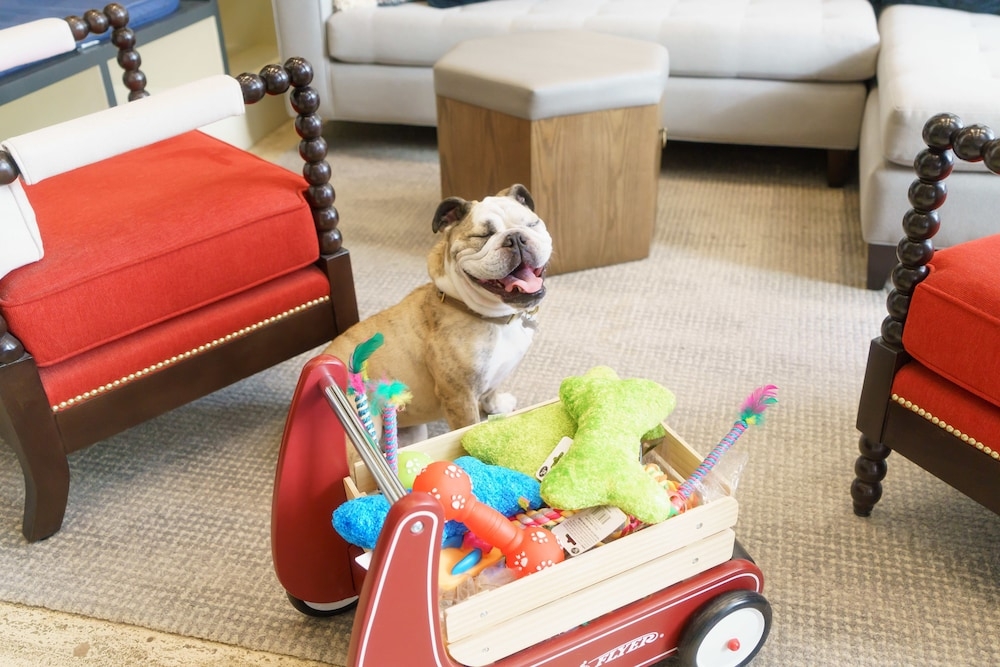 반려동물 동반 가능