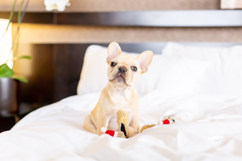 반려동물 동반 가능