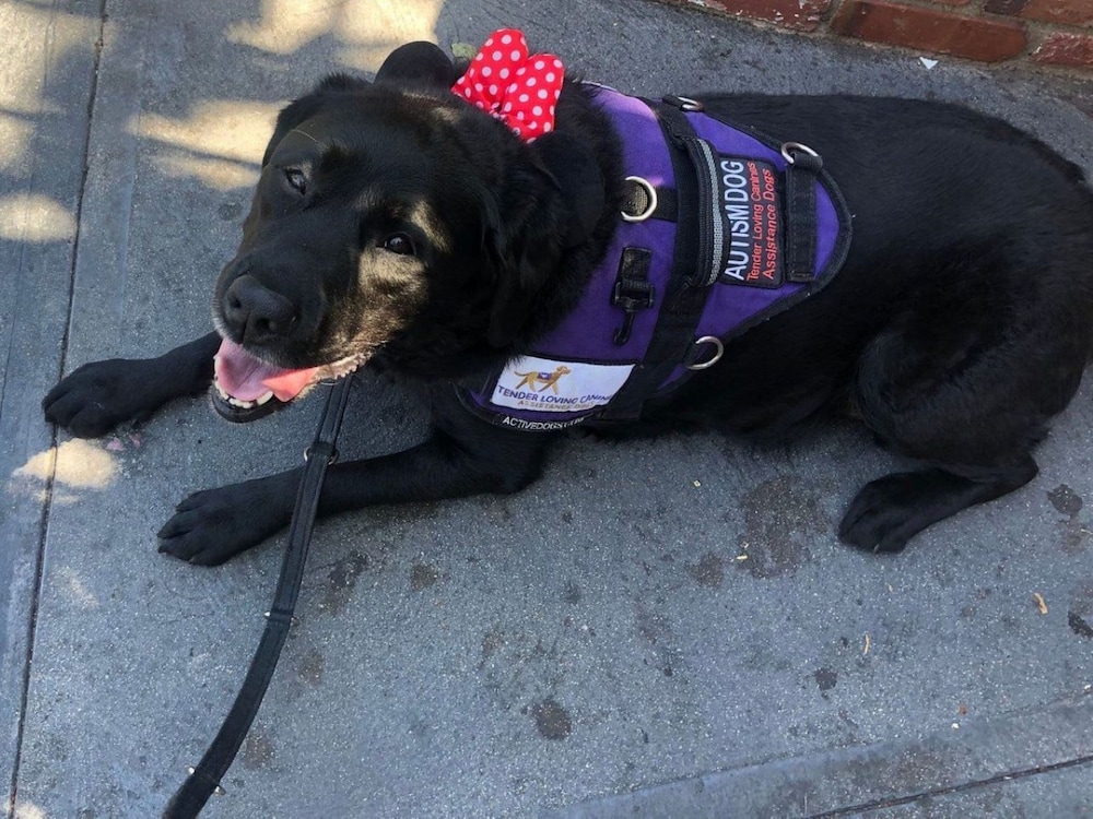 반려동물 동반 가능