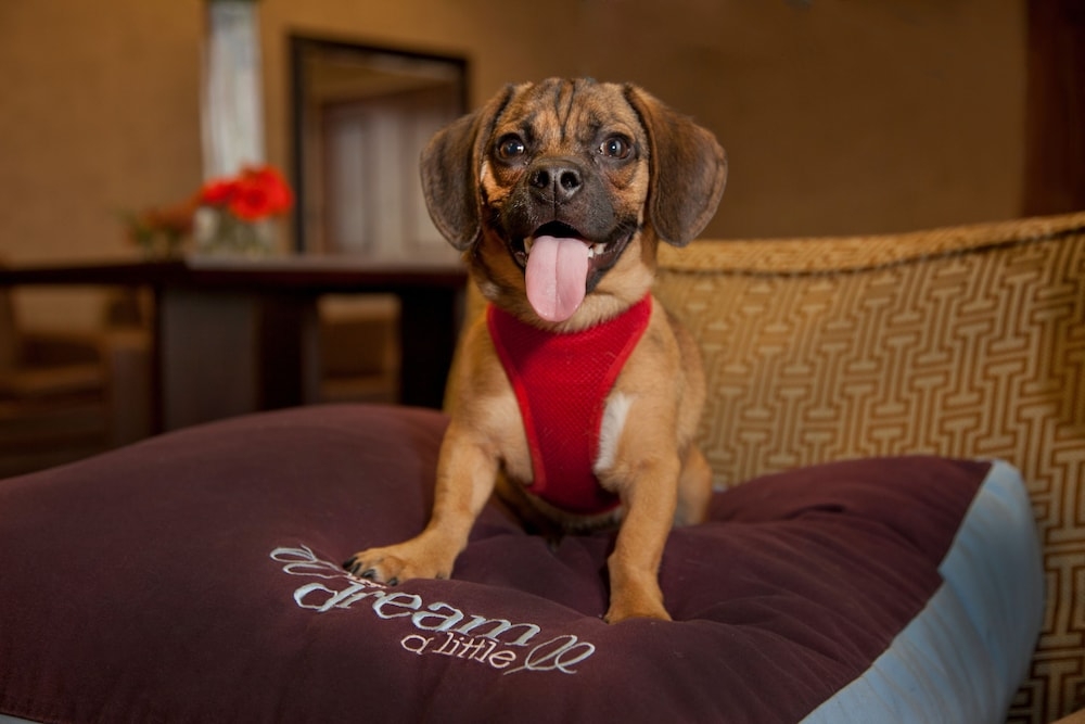 반려동물 동반 가능