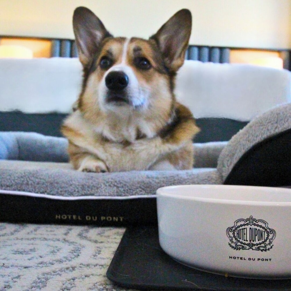 반려동물 동반 편의 시설