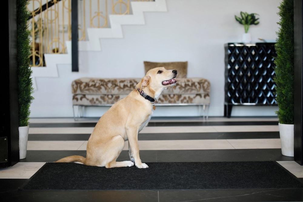 반려동물 동반 가능