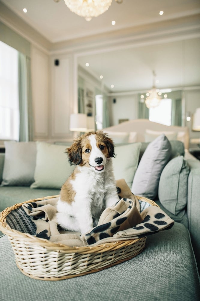 반려동물 동반 가능