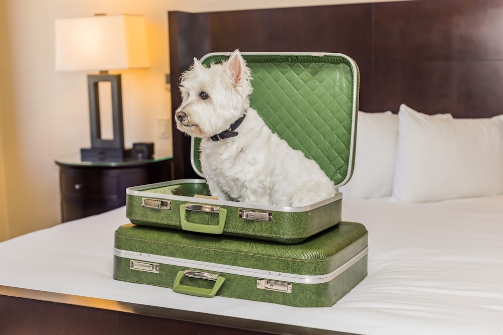 반려동물 동반 가능