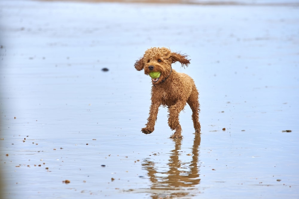 반려동물 동반 가능