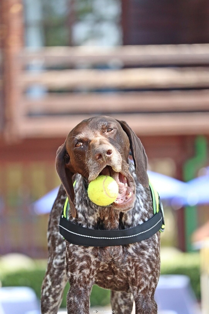 반려동물 동반 가능