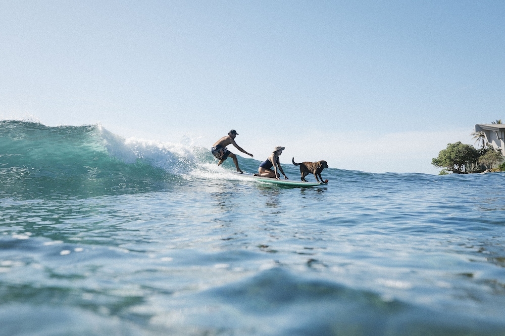 서핑/부기 보드