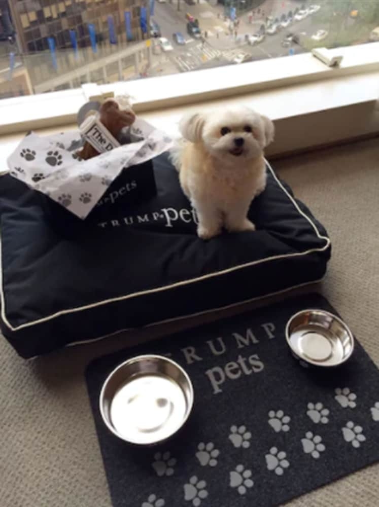 반려동물 동반 가능