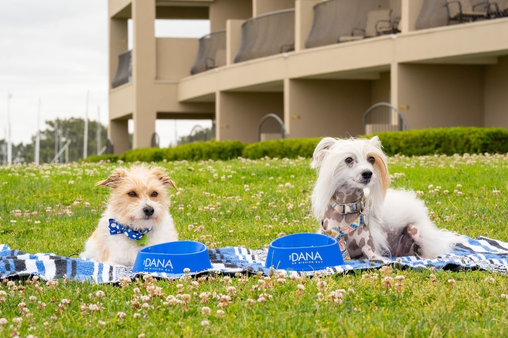 반려동물 동반 가능