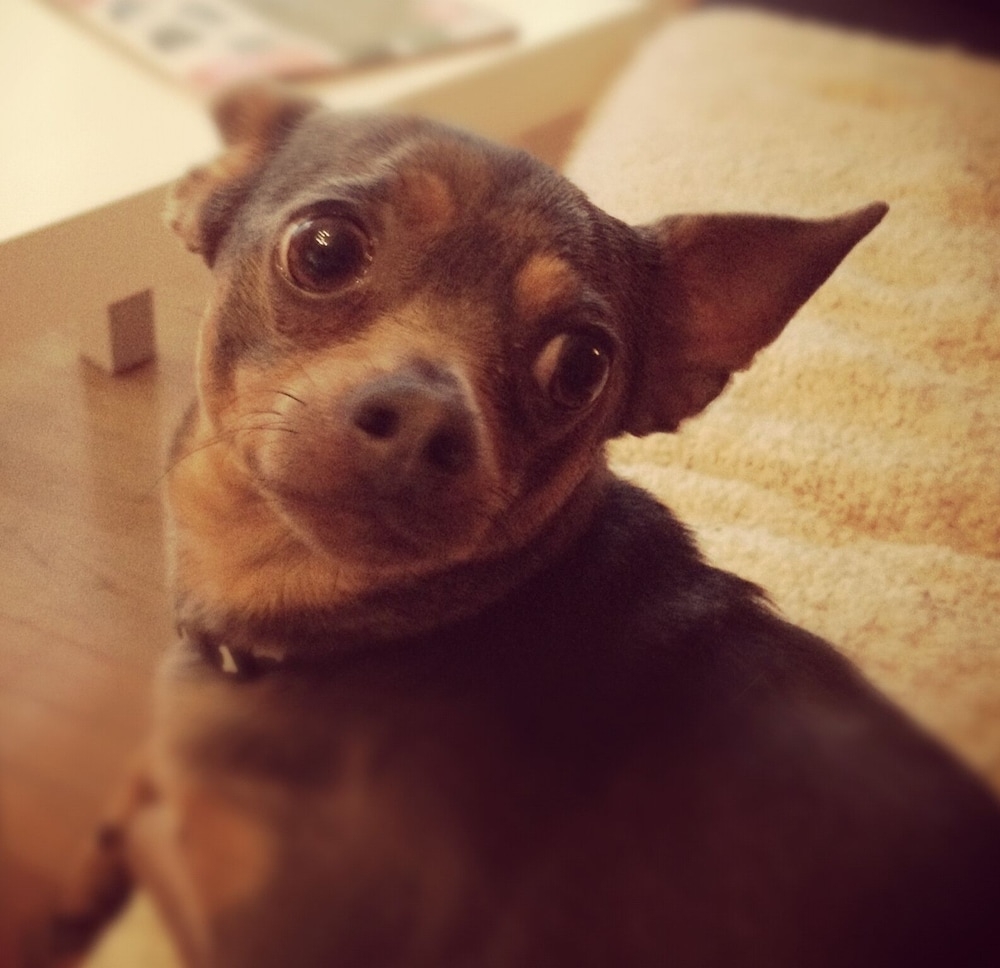 반려동물 동반 가능