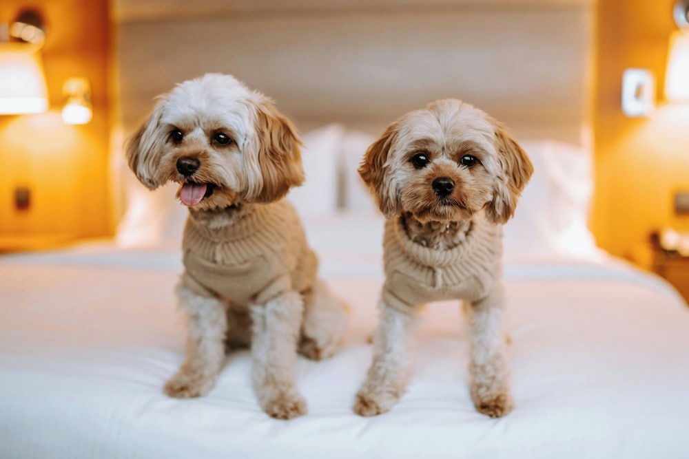 숙박 시설 내 편의 시설/서비스