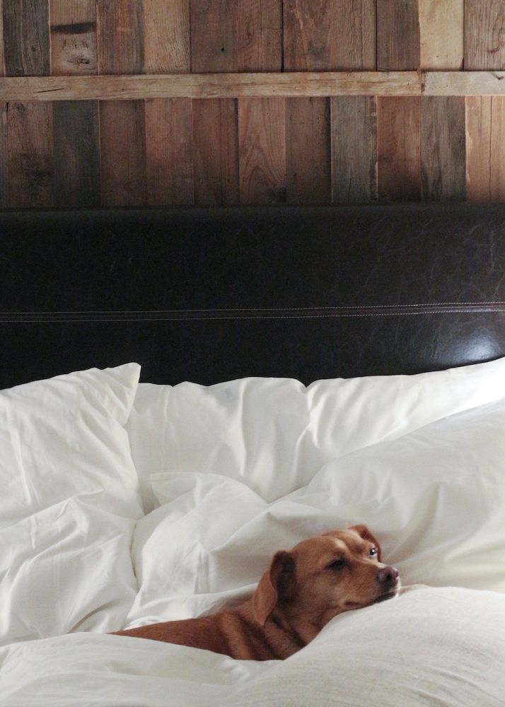 반려동물 동반 가능