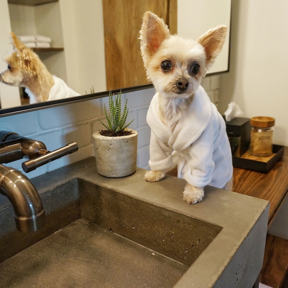 반려동물 동반 가능