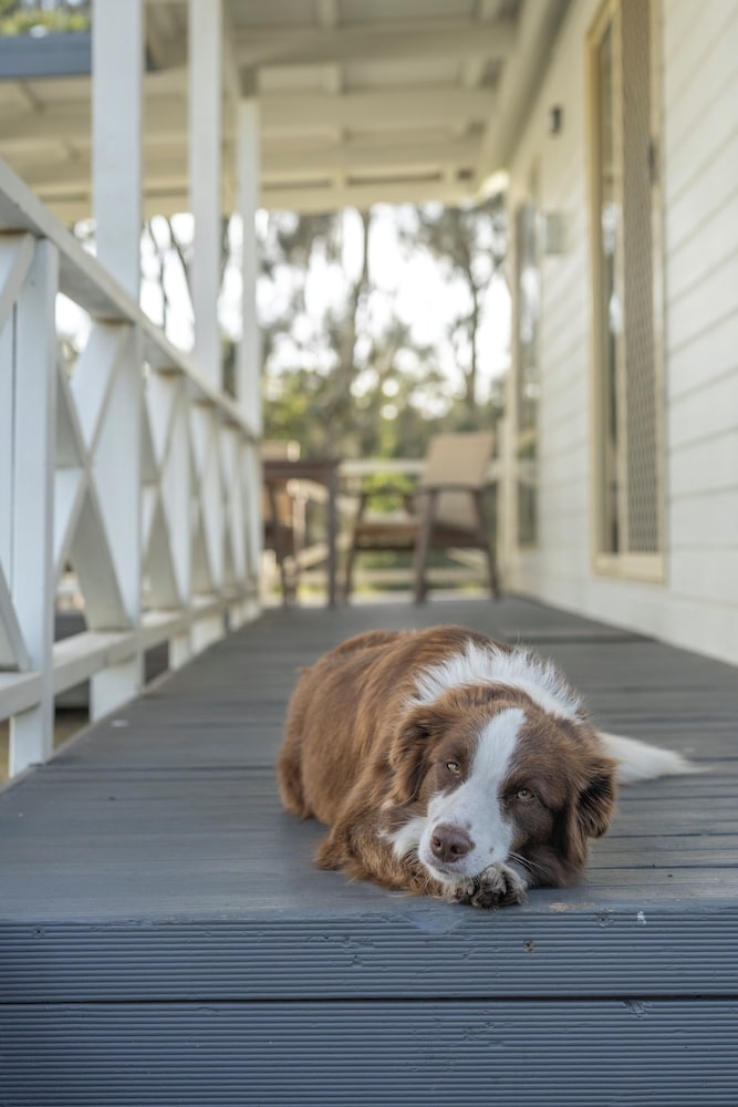 반려동물 동반 가능