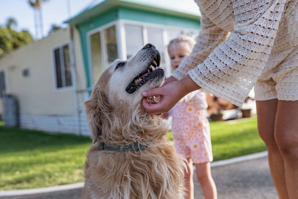 반려동물 동반 가능