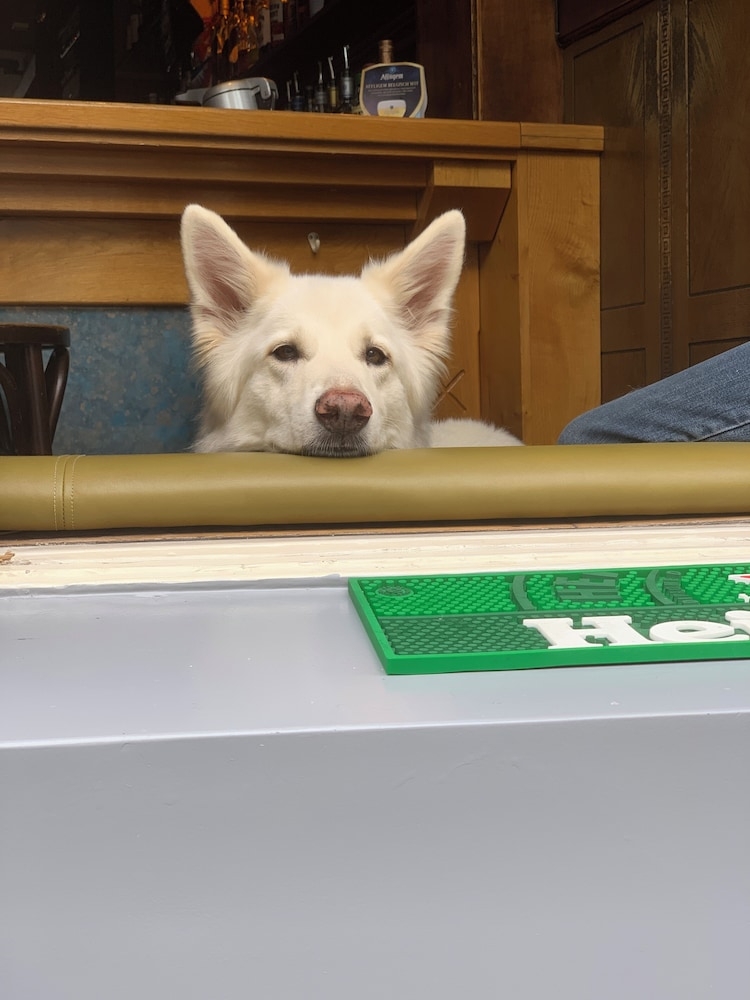 반려동물 동반 가능