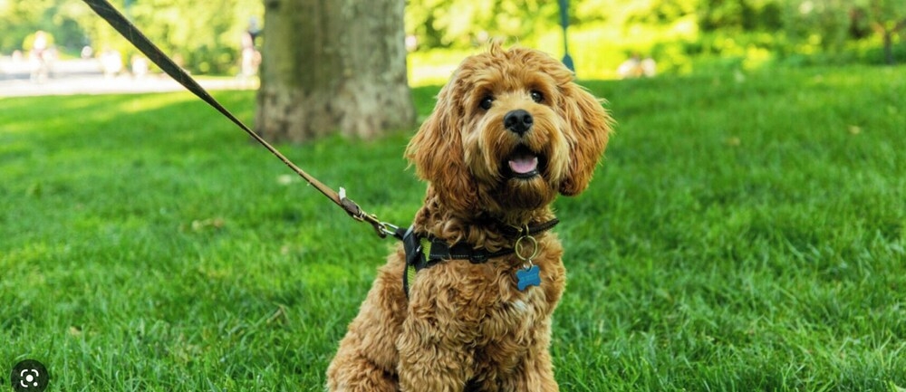 반려동물 동반 가능