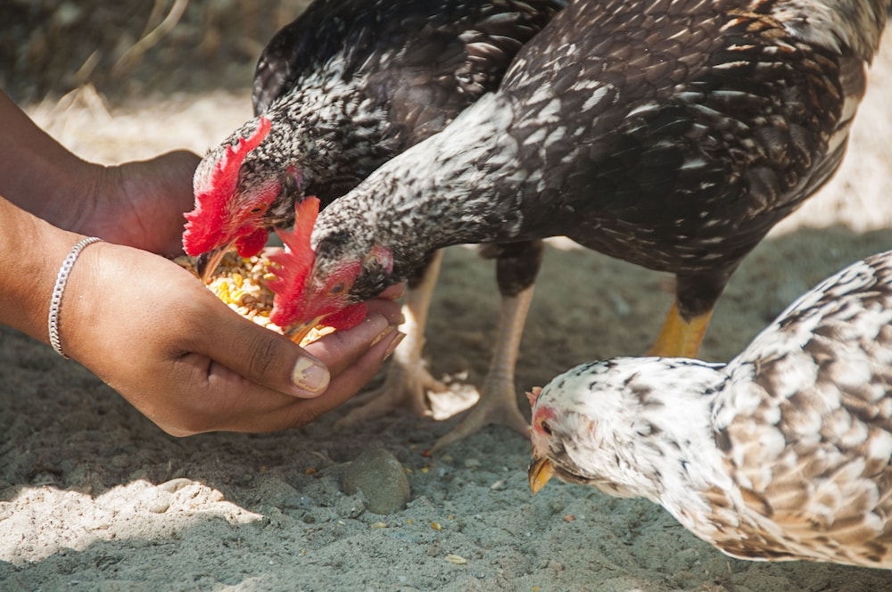 어린이 즐길거리