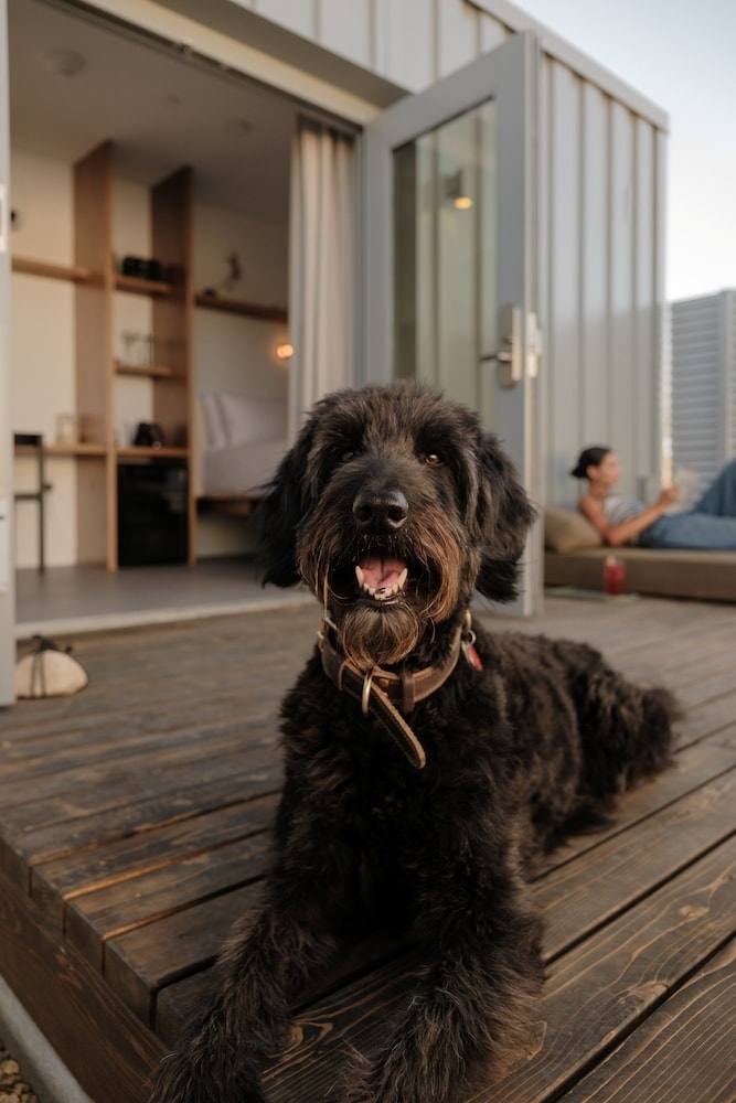 반려동물 동반 가능