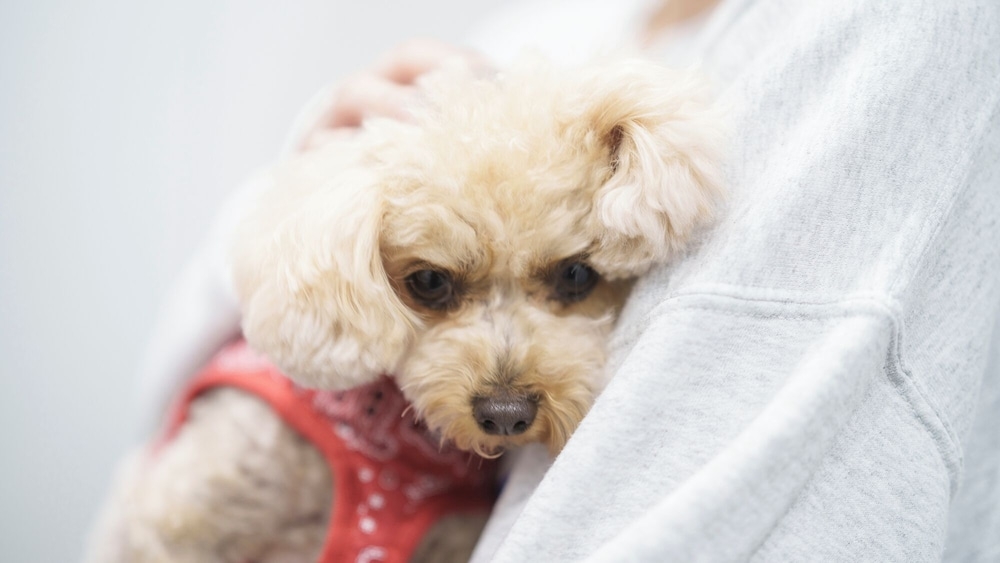 숙박 시설 내 편의 시설/서비스