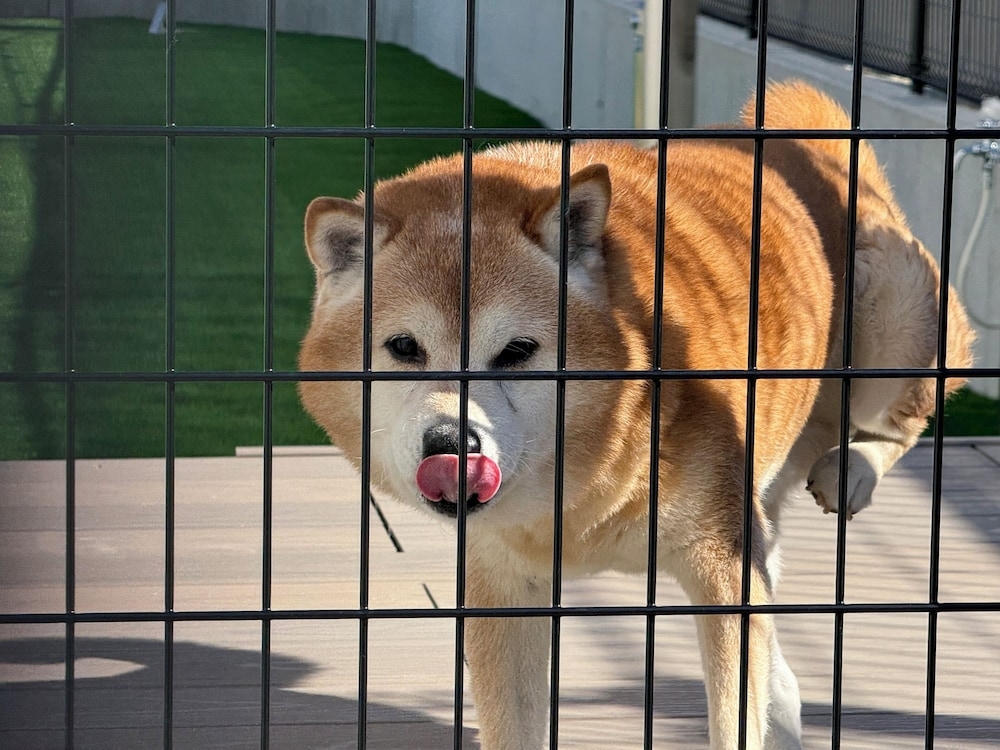 반려동물 동반 편의 시설