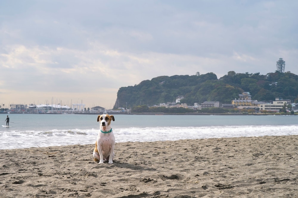 반려동물 동반 가능