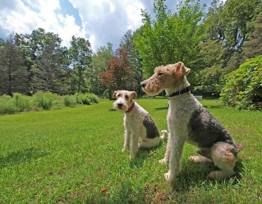 반려동물 동반 가능