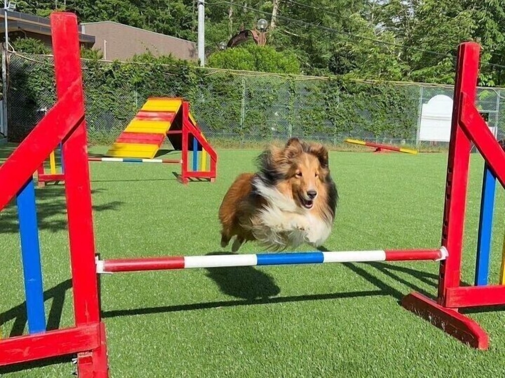 반려동물 동반 편의 시설