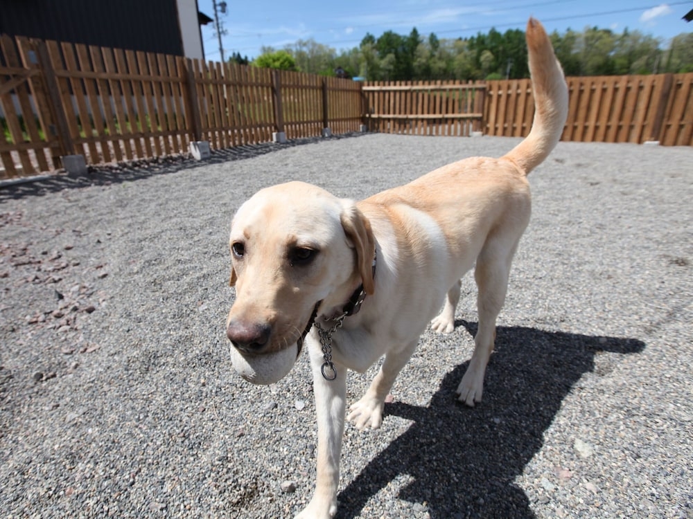 반려동물 동반 가능