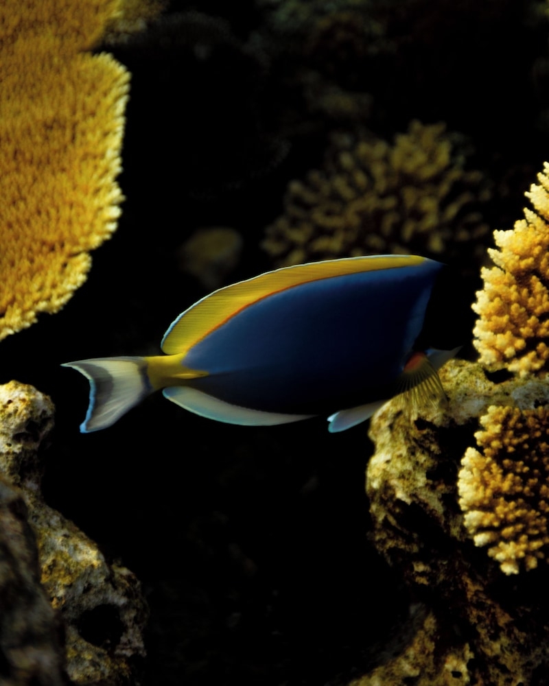 서핑/부기 보드