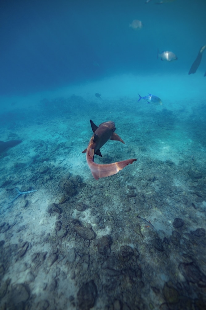 서핑/부기 보드