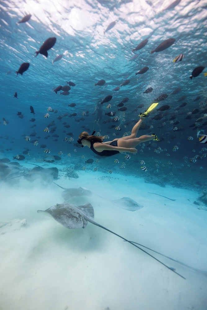 서핑/부기 보드