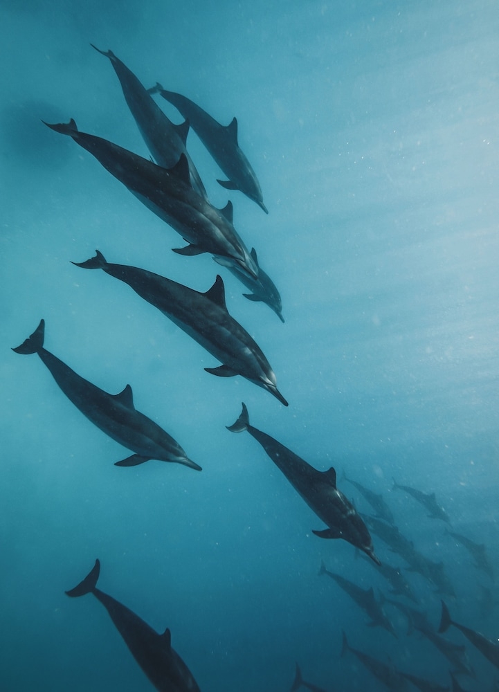 서핑/부기 보드