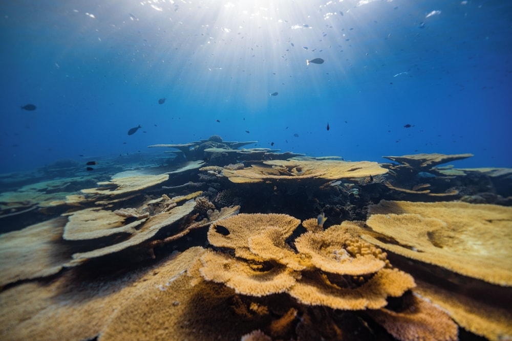 서핑/부기 보드