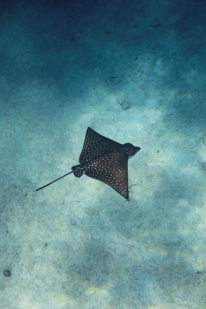 서핑/부기 보드