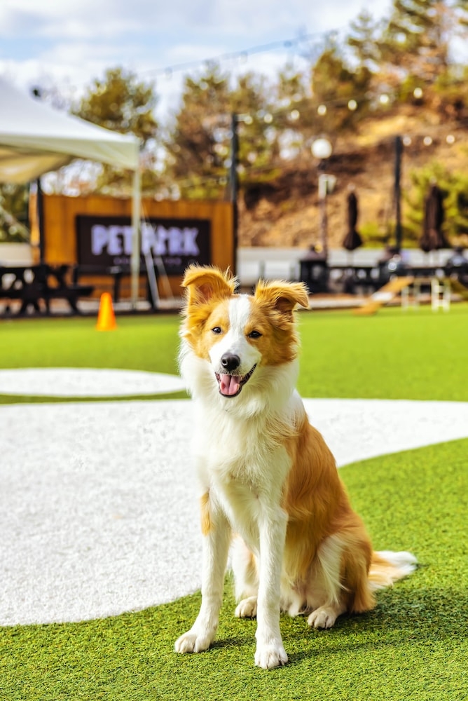 반려동물 동반 가능