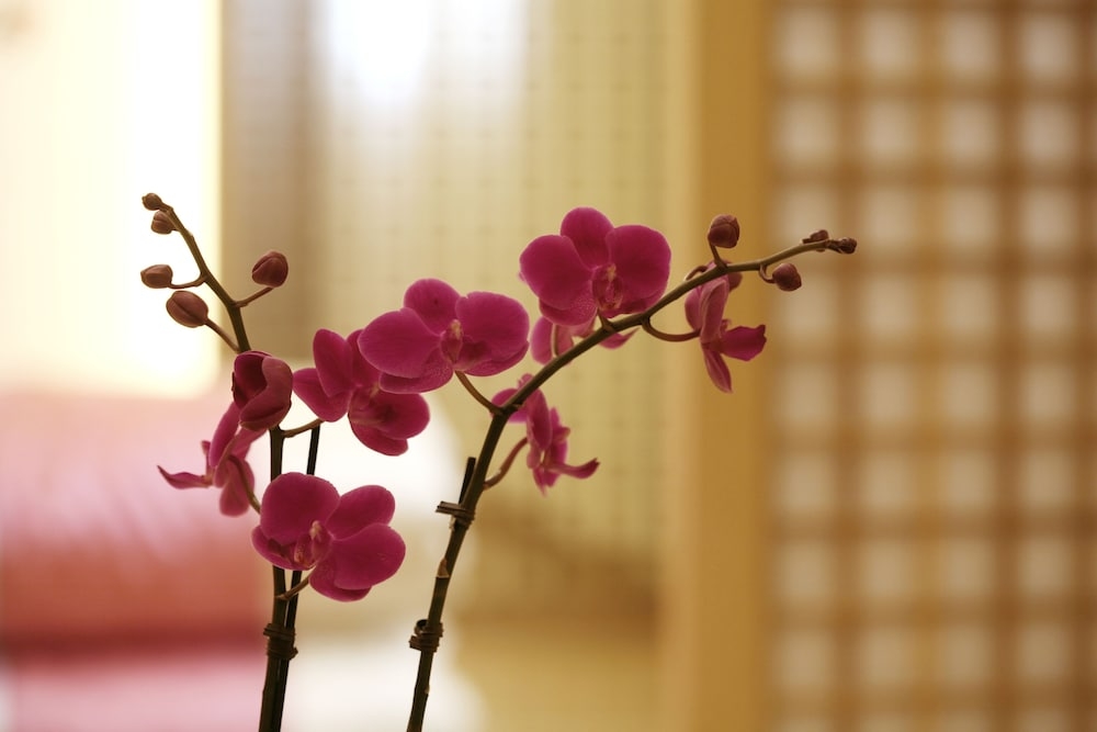 객실 내 편의 시설/서비스