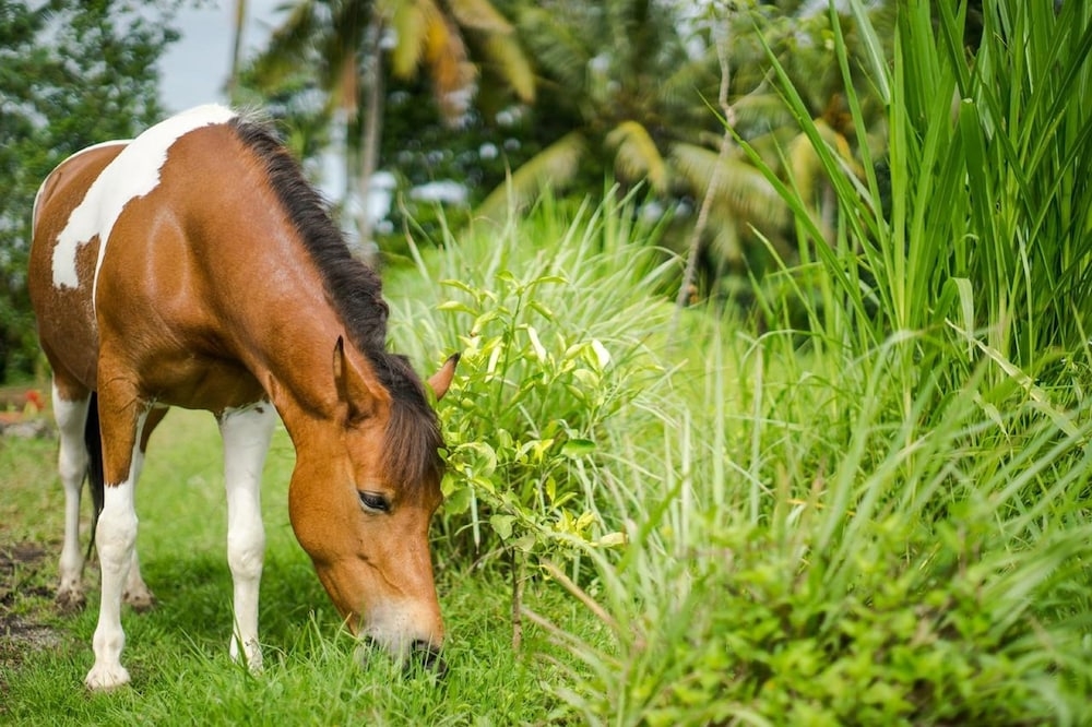 어린이 즐길거리