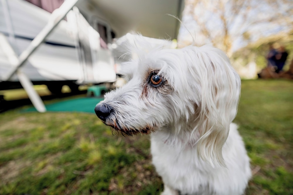 반려동물 동반 가능